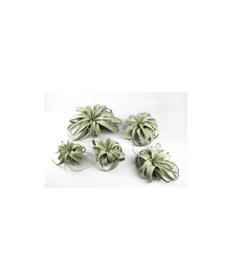 Planta aeriană Tillandsia Tillandsia Xerographica - Medie foto