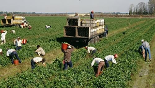 agricultura austria muncitori