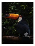 Tablou Canvas, "Tucanul sub umbrele pădurii tropicale", Colorat, Exotism, Contrast, Natură, Vibrant, Spectaculos, Eleganță, Fascinant, Misterios, 26 x