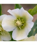 Helleborus White Pretty Ellen, Spanz, I, Alb, radacina