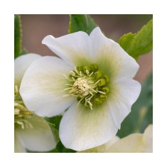 Helleborus White Pretty Ellen, Spanz, I, Alb, radacina