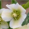 Helleborus White Pretty Ellen, Spanz, I, Alb, radacina