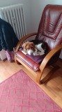 Pet shop, Pedigree