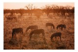 Tablou Canvas, "Zebre &icirc;n lumina apusului african", Zebre, Apus, Savannah, Copaci, Iarbă, Siluete, Lumină, Relaxare, 39 x 26 cm, CMCLASS