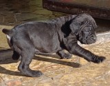 Puiut Cane corso
