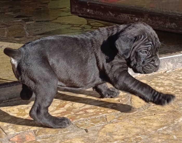 Puiut Cane corso