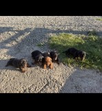 cățeluși teckel de v&acirc;nzare