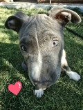 Pui Amstaff (American Staffordshire Terrier) Mascul, 12 Saptamani, Top Dog, Vaccinat, Carnet Sanatate