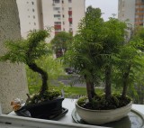 Bonsai planta vie