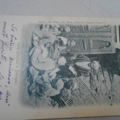 Carte postala- scola orientala in Dobrogea,circulata 1901, impecabila