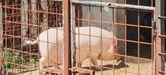 Porc vietnamez femelă
