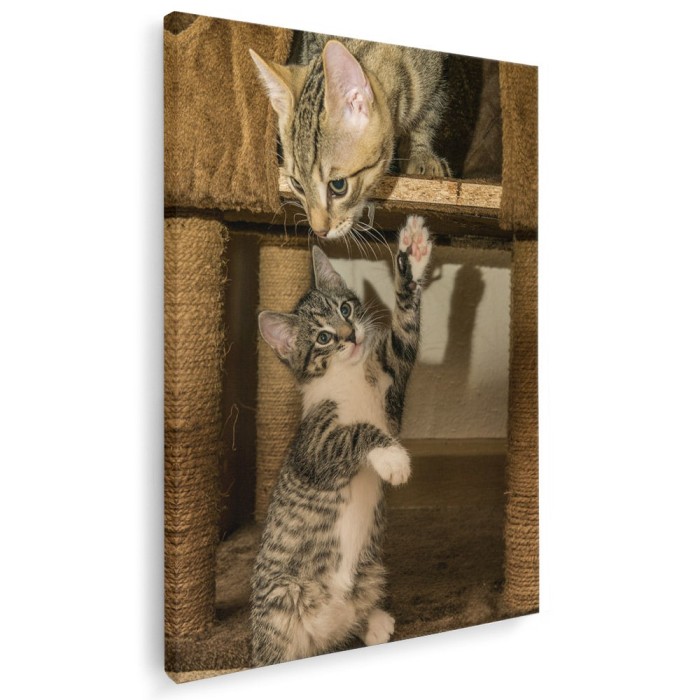 Tablou pisicute jucandu-se Tablou canvas pe panza CU RAMA 60x80 cm