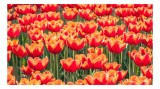Tablou Canvas, "Simfonia culorilor &icirc;n grădină tulipană", Lalele, Roșii, Grădină, Primăvară, Flori, Strălucitoare, Natură, Peisaj, Vesele, Colorate, 39
