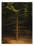 Tablou Canvas, "Copacul singuratic din pădurea &icirc;ntunecată", Verde, Copac, Pădure, Lumini, Frunziș, Trunchi, Natură, Umbre., 26 x 39 cm, CMCLASS