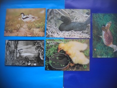 HOPCT LOT NR 369 PASARI DIN DELTA DUNARII -TULCEA-5 CARTI POSTALE-NECIRCULATE foto
