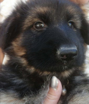 V&amp;acirc;nd căței rasa ciobănesc german foto