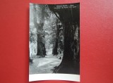 CARTE POSTALA - RPR - RAMNICU VALCEA - ALEEA SECULARILOR DIN PARCUL V.I. LENIN