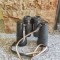 Binoclu Carl Zeiss 10 X 50 Mm - - , Greuate: 1050g