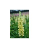 Radacini Lupine Chandelier, Lupin galben, I