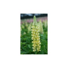 Radacini Lupine Chandelier, Lupin galben, I