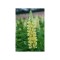 Radacini Lupine Chandelier, Lupin galben, I