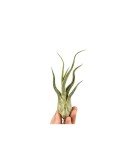 Plantă aeriana, Tillandsia Caput Medusae, Medie, 10 x 4 cm, Oem