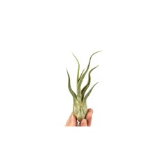 Plantă aeriana, Tillandsia Caput Medusae, Medie, 10 x 4 cm