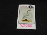 Eynhallow Scotland &ndash; Local Post &pound;1 Lebădă (Whooper Swan) Cinderella Stamp MNH -A61