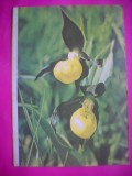 HOPCT 11522 PAPUCUL DOAMNEI -CP FELICITARE FLORI- ROMANIA-NECIRCULATA