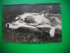 HOPCT 157 V COPIL-BEBELUS LA IARBA VERDE-FOTOGRAFIE VECH-TIP CP, Romania 1900 - 1950, Portrete