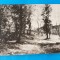 Carte Postala veche RPR - Luminis in Padure - Grigorescu