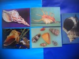 HOPCT LOT NR 1021 SCOICI-FAUNA MARINA -FAUNA -5 CARTI POSTALE-NECIRCULATE, Circulata, Printata
