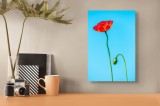 Tablou Canvas Macul Roșu &Icirc;nflorire Fragilă Artă Florală, 26 x 39 cm, CMCLASS