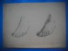 HOPCT DOCUMENT 545 DESEN / PICIOARE -ANONIM-D= 240/170 MM, Europa, Documente