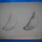 HOPCT DOCUMENT 545 DESEN / PICIOARE -ANONIM-D= 240/170 MM