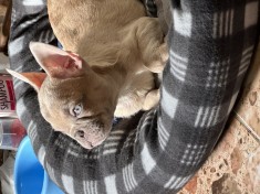 Bulldog francez isabella merle foto