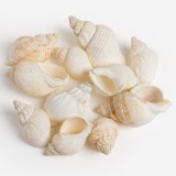 Scoici Decorative Albe 400g