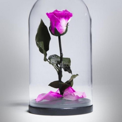 Trandafir Criogenat XL magenta &amp;Oslash;6,5cm in cupola 12x25cm foto