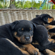 pui rottweiler