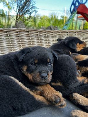 pui rottweiler foto