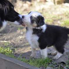 Border Collie Pui catei, caine