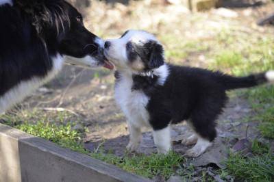 Border Collie Pui catei, caine foto