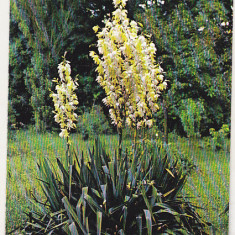 bnk cp Iasi - Gradina botanica - Yucca - necirculata