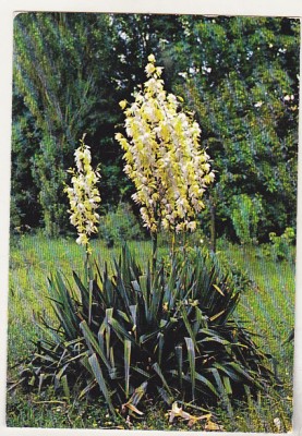 bnk cp Iasi - Gradina botanica - Yucca - necirculata foto