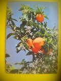 HOPCT 5894 PORTOCALE JAFFA .-ISRAEL -STAMPILOGRAFIE -ASIA -CIRCULATA