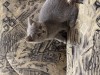 Animale companie