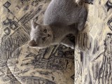 Animale companie