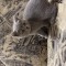 Animale companie
