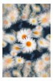 Tablou Canvas, "Dansul visător al margaretelor colorate", Flori, Pătate, V&acirc;rtej, Lumină, Estompare, Alb, Galben, Dinamică, Mișcare, Pastel., 26 x 39 c