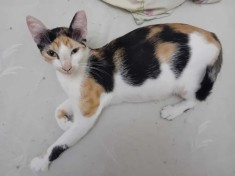 Donez pisica in varsta de un an jud Dambovita